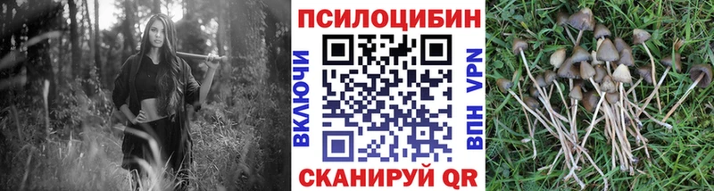 дарк нет как зайти  Сланцы  Галлюциногенные грибы GOLDEN TEACHER 